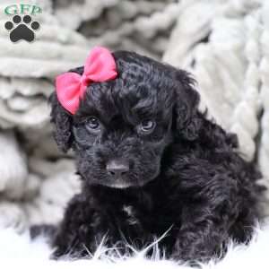 Rosa, Cavapoo Puppy